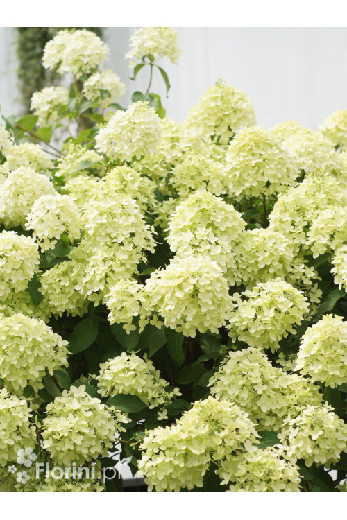 Hortensja bukietowa 'Pinkachu' | Hydrangea panniculata
