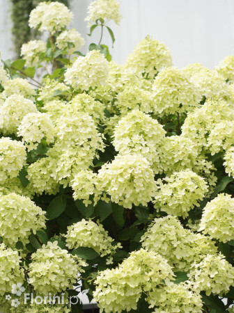 Hortensja bukietowa 'Pinkachu' | Hydrangea panniculata