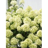 Hortensja bukietowa 'Pinkachu' | Hydrangea panniculata