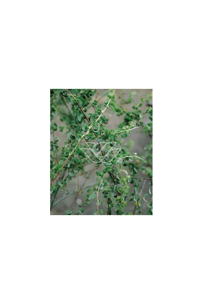 Wierzba babilońska 'Crispa' Salix babylonica