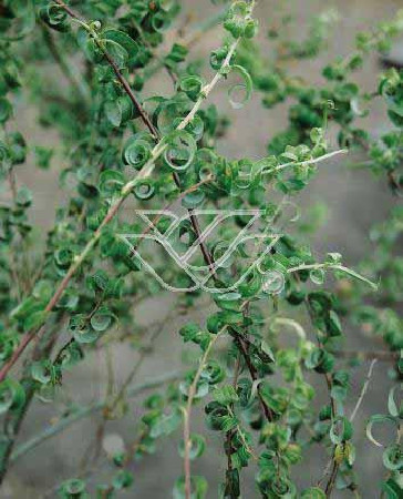 Wierzba babilońska 'Crispa' Salix babylonica