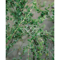 Wierzba babilońska 'Crispa' Salix babylonica
