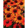 jeżówka, jeżówka Kismet Orange ,echinacea, echinacea Kismet Orange