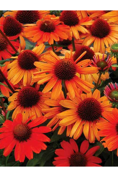jeżówka, jeżówka Kismet Orange ,echinacea, echinacea Kismet Orange
