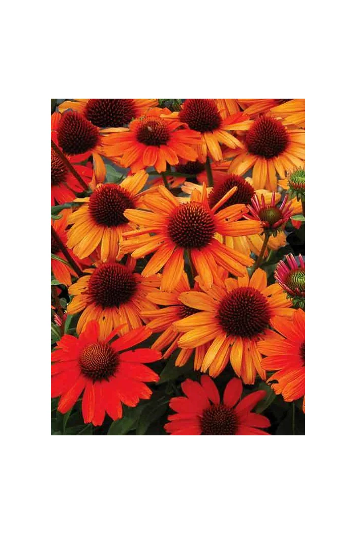 jeżówka, jeżówka Kismet Orange ,echinacea, echinacea Kismet Orange