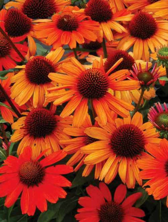 jeżówka, jeżówka Kismet Orange ,echinacea, echinacea Kismet Orange