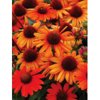 jeżówka, jeżówka Kismet Orange ,echinacea, echinacea Kismet Orange