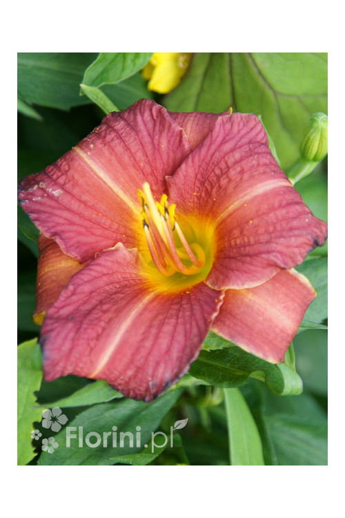 liliowiec, hemerocallis