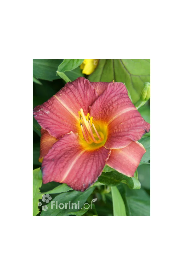 liliowiec, hemerocallis