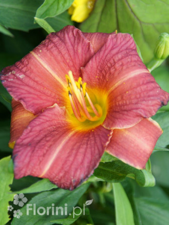 liliowiec, hemerocallis