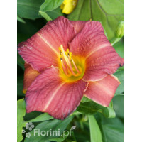 liliowiec, hemerocallis