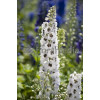 Ostróżka ogrodowa 'White Dark Bee' | Delphinium