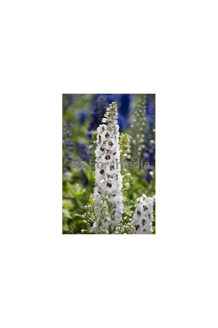 Ostróżka ogrodowa 'White Dark Bee' | Delphinium