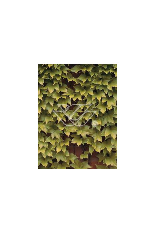 Winobluszcz, winobluszcz Fenway Park, winobluszcz o żółtych liściach, Parthenocissus