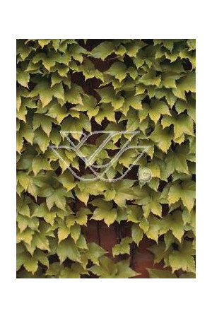 Winobluszcz, winobluszcz Fenway Park, winobluszcz o żółtych liściach, Parthenocissus