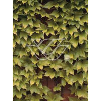 Winobluszcz, winobluszcz Fenway Park, winobluszcz o żółtych liściach, Parthenocissus