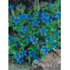 Goryczka moorcroftiana Gentiana moorcroftiana