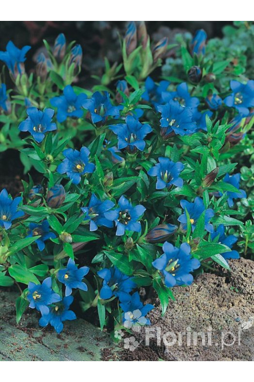 Goryczka moorcroftiana Gentiana moorcroftiana