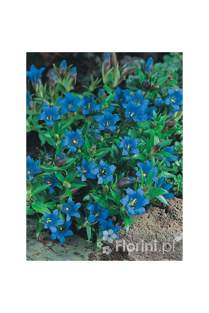 Goryczka moorcroftiana Gentiana moorcroftiana