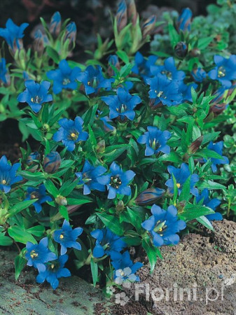 Goryczka moorcroftiana Gentiana moorcroftiana