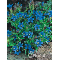 Goryczka moorcroftiana Gentiana moorcroftiana