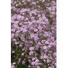 Gipsówka (Łyszczec) ogrodowa 'Rosenschleier' | Gypsophila x hybr