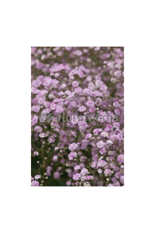 Gipsówka (Łyszczec) ogrodowa 'Rosenschleier' | Gypsophila x hybr