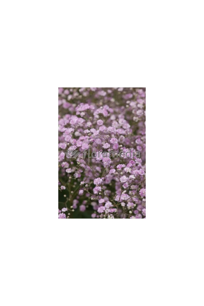 Gipsówka (Łyszczec) ogrodowa 'Rosenschleier' | Gypsophila x hybr
