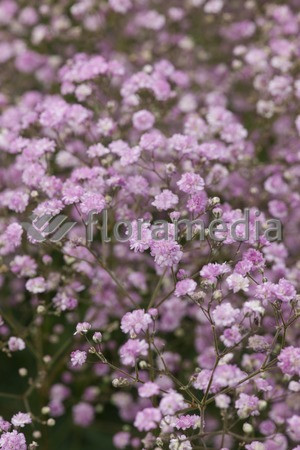 Gipsówka (Łyszczec) ogrodowa 'Rosenschleier' | Gypsophila x hybr
