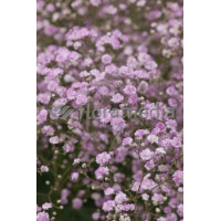 Gipsówka (Łyszczec) ogrodowa 'Rosenschleier' | Gypsophila x hybr