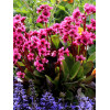 Bergenia 'Flirt' | Bergenia