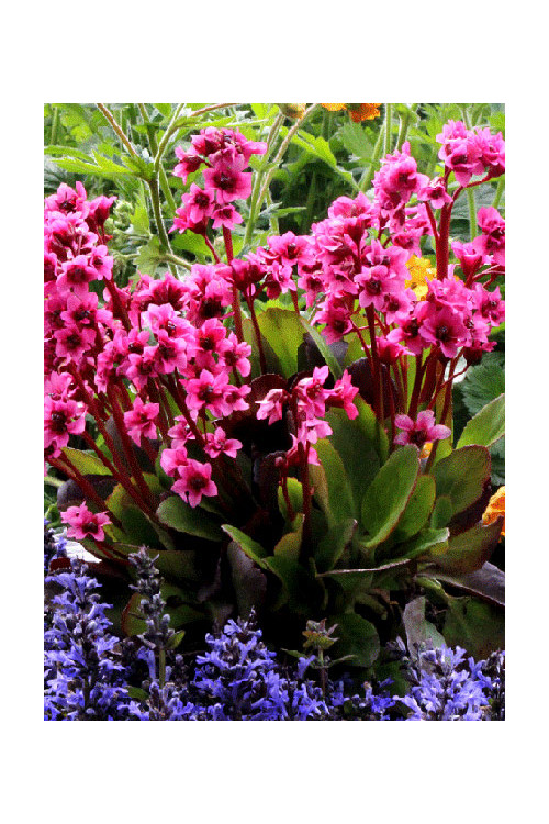 Bergenia 'Flirt' | Bergenia