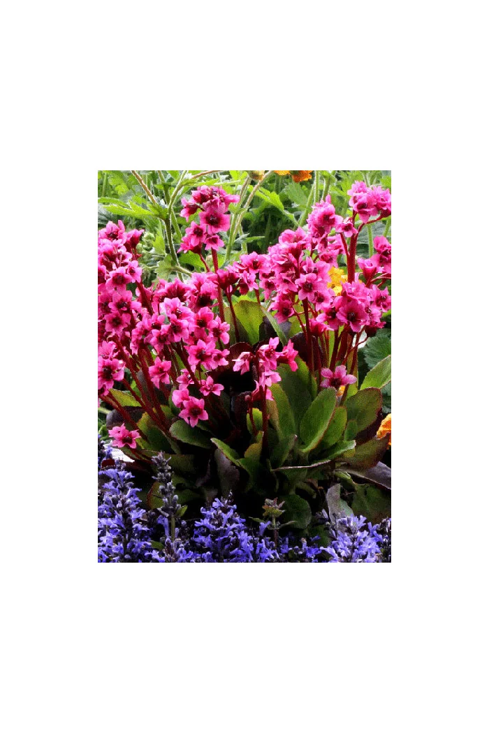 Bergenia 'Flirt' | Bergenia