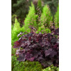 Żurawka 'Palace Purple' Heuchera