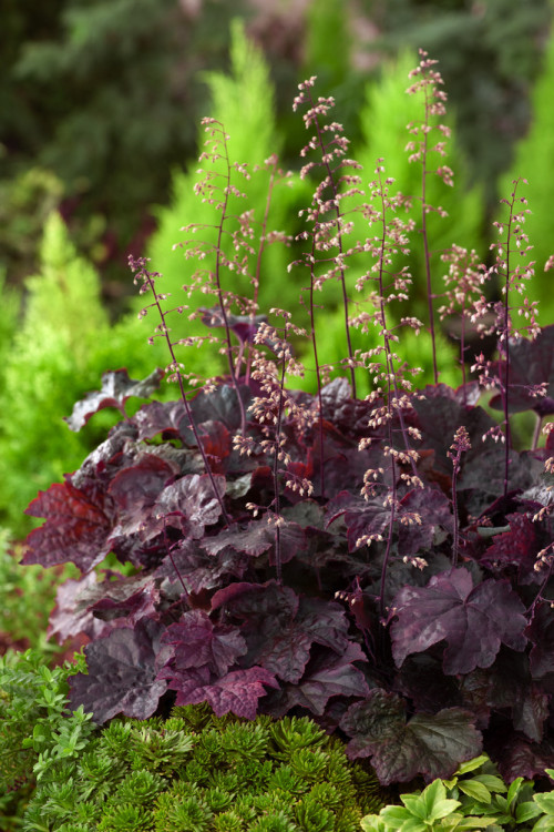 Żurawka 'Palace Purple' Heuchera