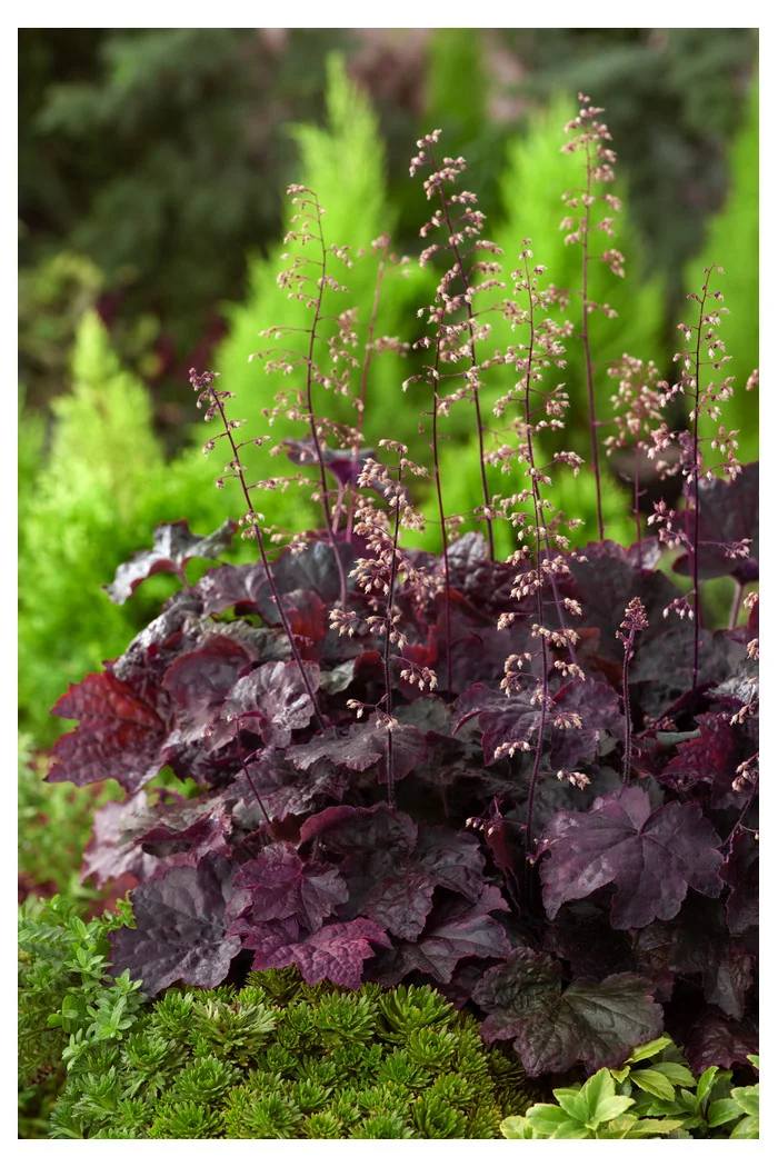Żurawka 'Palace Purple' Heuchera