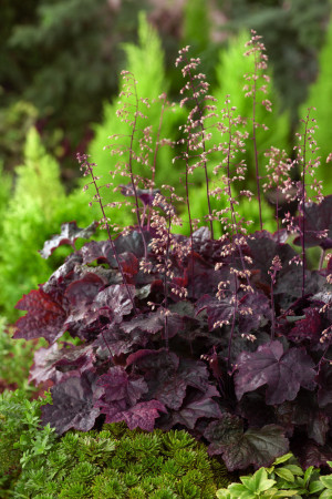 Żurawka 'Palace Purple' Heuchera