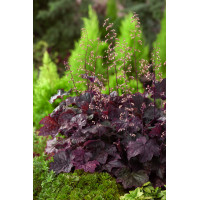 Żurawka 'Palace Purple' Heuchera