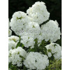 Floks wiechowaty 'Adessa White' Phlox panniculata