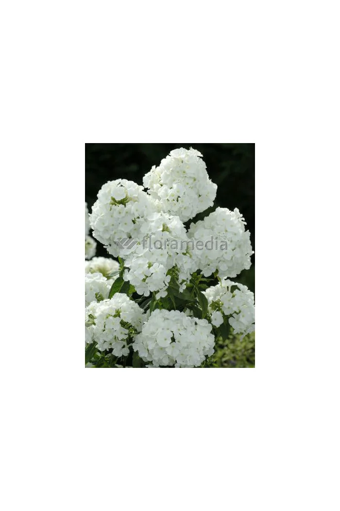 Floks wiechowaty 'Adessa White' Phlox panniculata