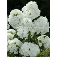 Floks wiechowaty 'Adessa White' Phlox panniculata