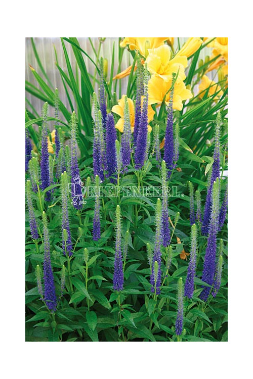 Przetacznik kłosowy 'Christa' Veronica spicata