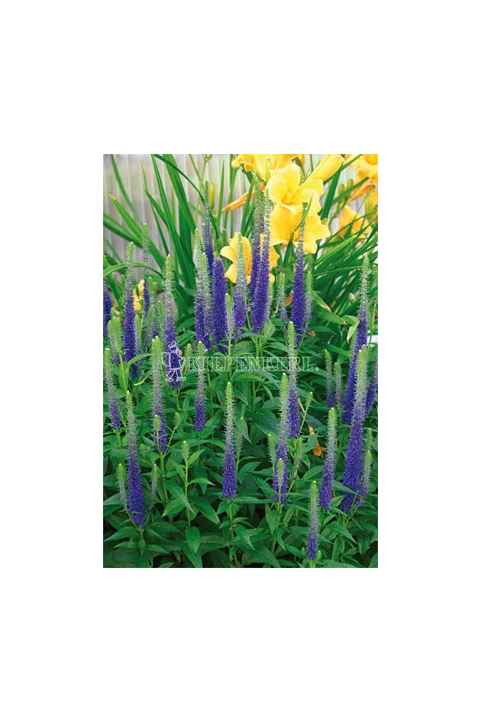 Przetacznik kłosowy 'Christa' Veronica spicata