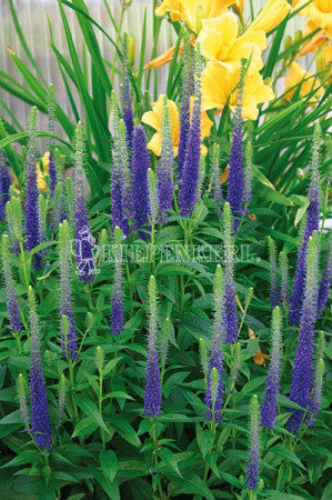 Przetacznik kłosowy 'Christa' Veronica spicata