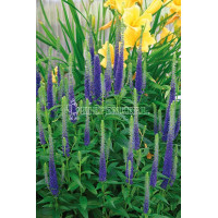Przetacznik kłosowy 'Christa' Veronica spicata