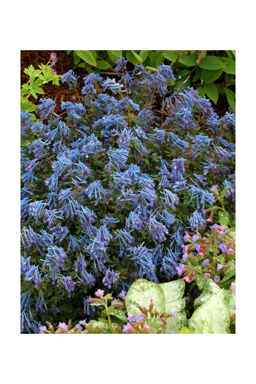 Kokorycz 'Blue Heron' Corydalis