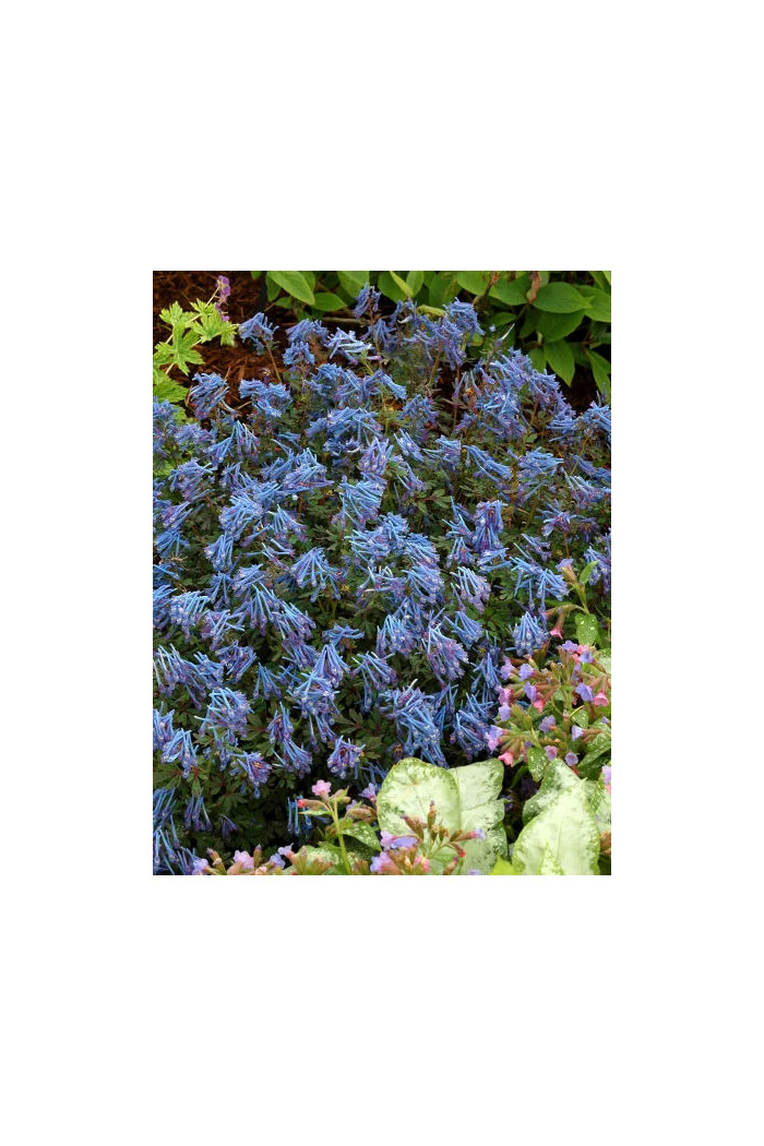 Kokorycz 'Blue Heron' Corydalis