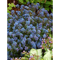 Kokorycz 'Blue Heron' Corydalis