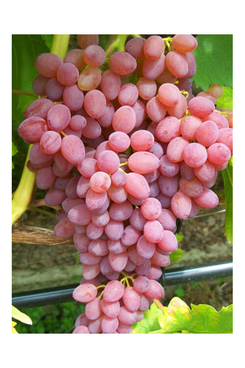 Winorośl 'Reliance' (bezpestkowa) | Vitis