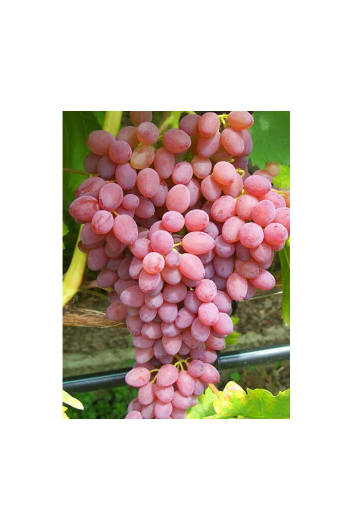 Winorośl 'Reliance' (bezpestkowa) | Vitis